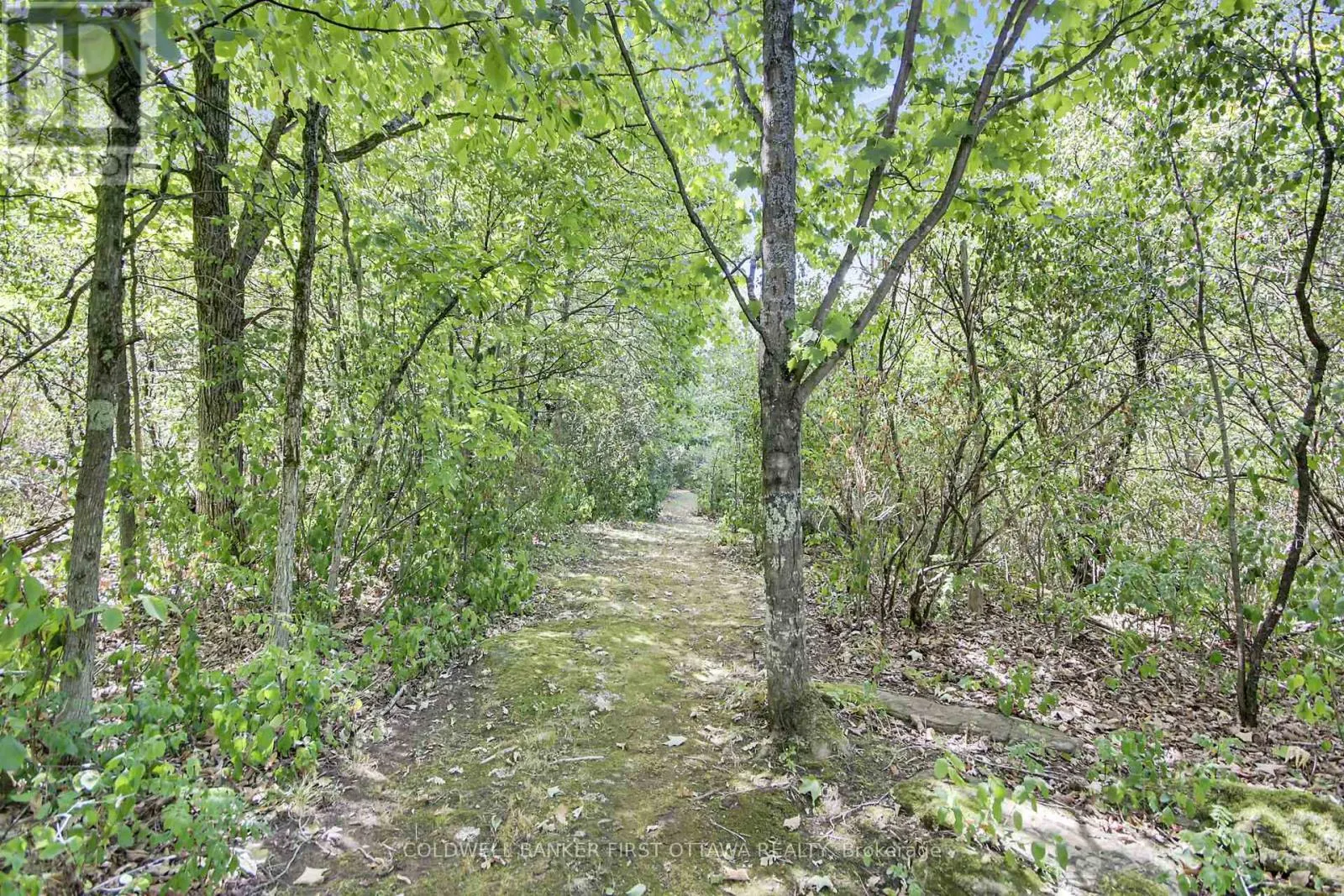 230 PINE RIDGE DRIVE