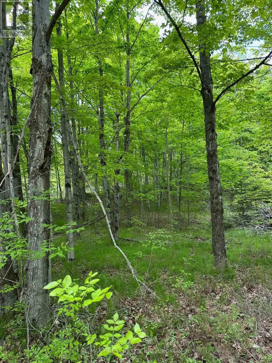 17146 ROAD 509
