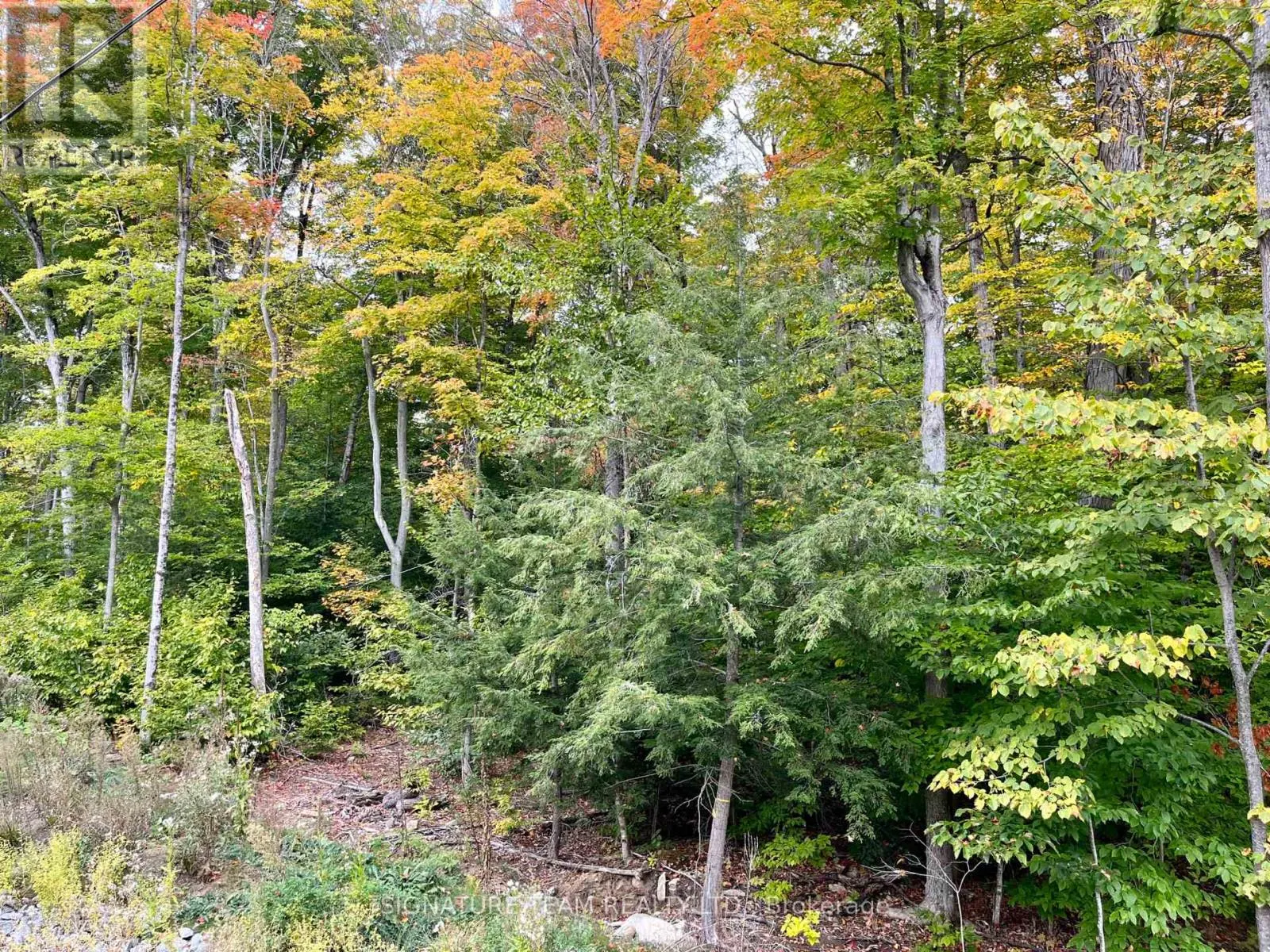 131 SHADY MAPLE ROAD