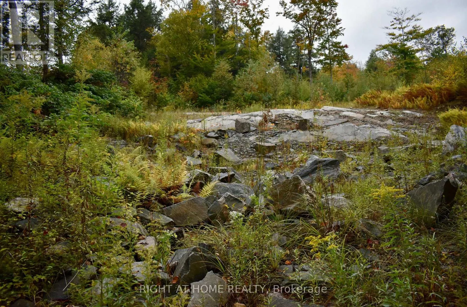 1150 LIMBERLOST ROAD