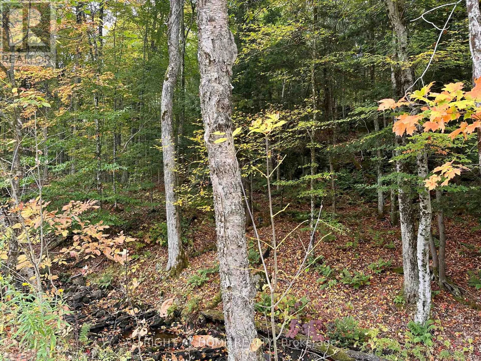 1150 LIMBERLOST ROAD