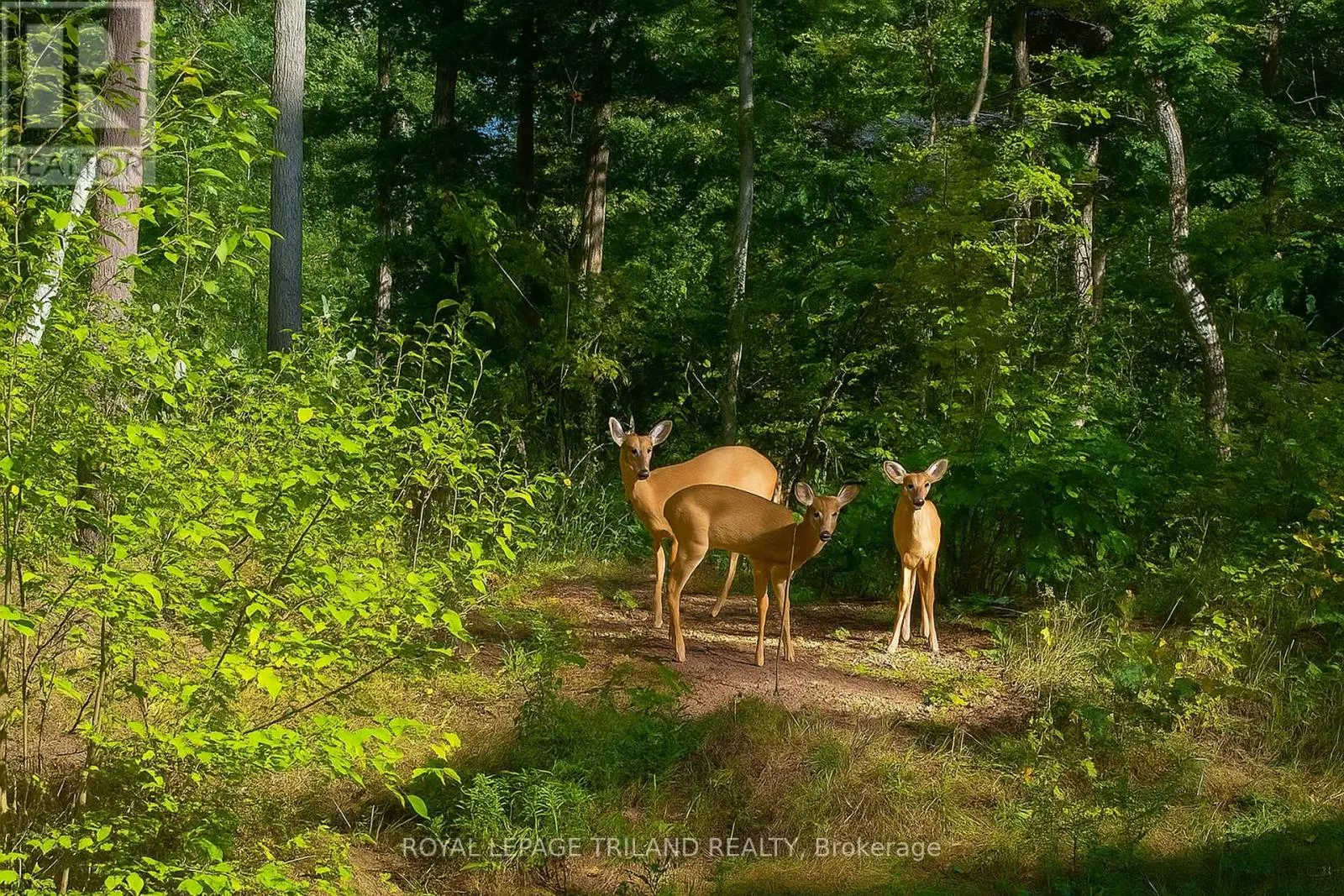 10092 LAKESHORE ROAD