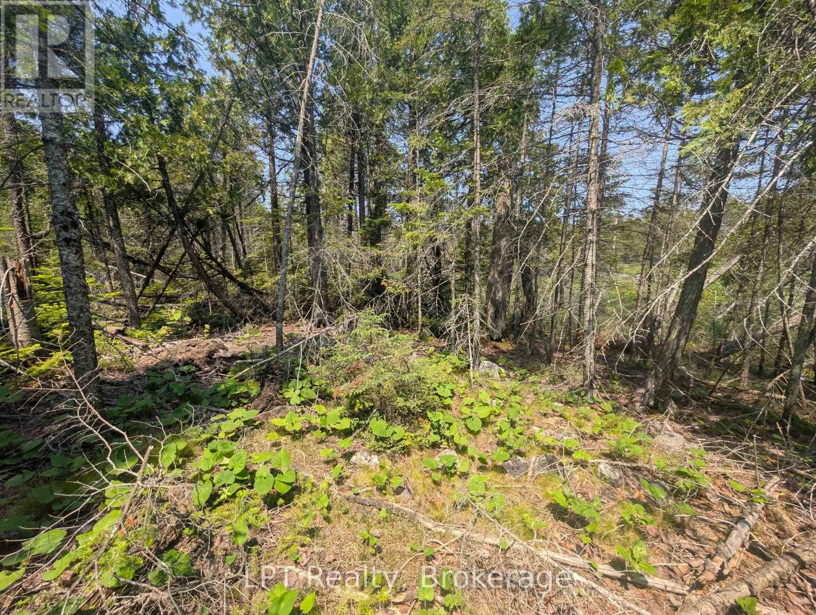 1226 DORCAS BAY ROAD