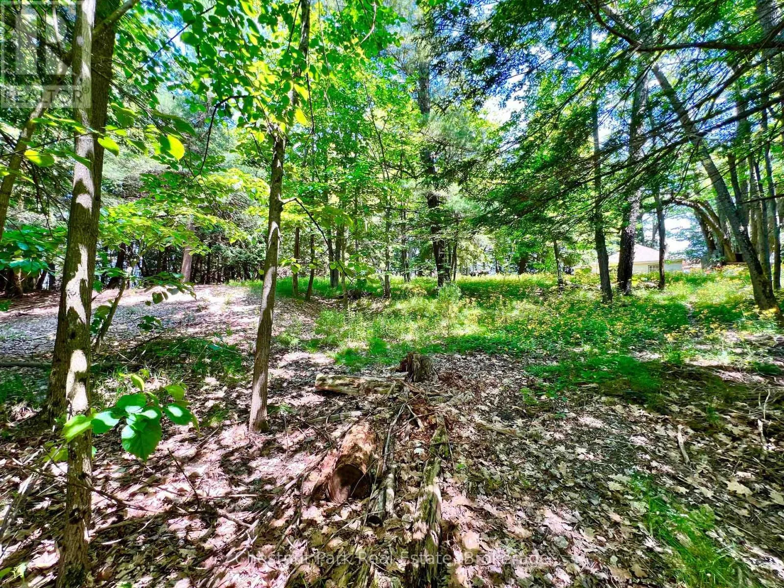 1 CEDAR ISLAND
