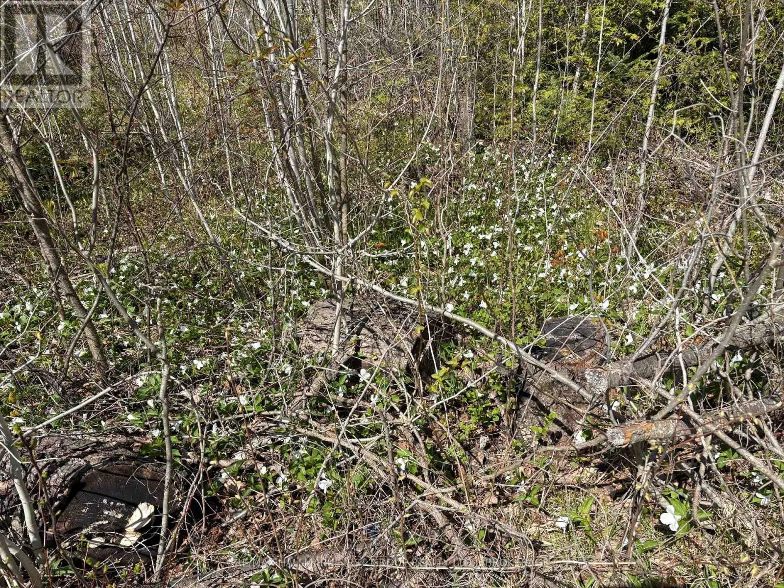 LOT 0 COUNTY ROAD 38