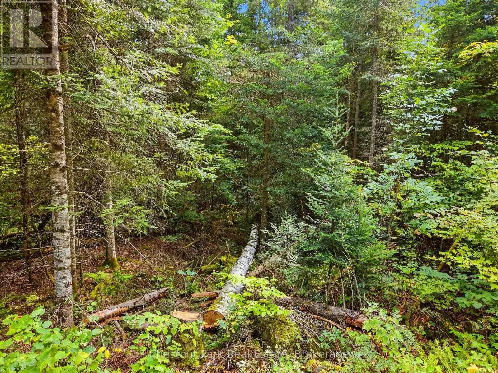 00 PAINT LAKE ROAD