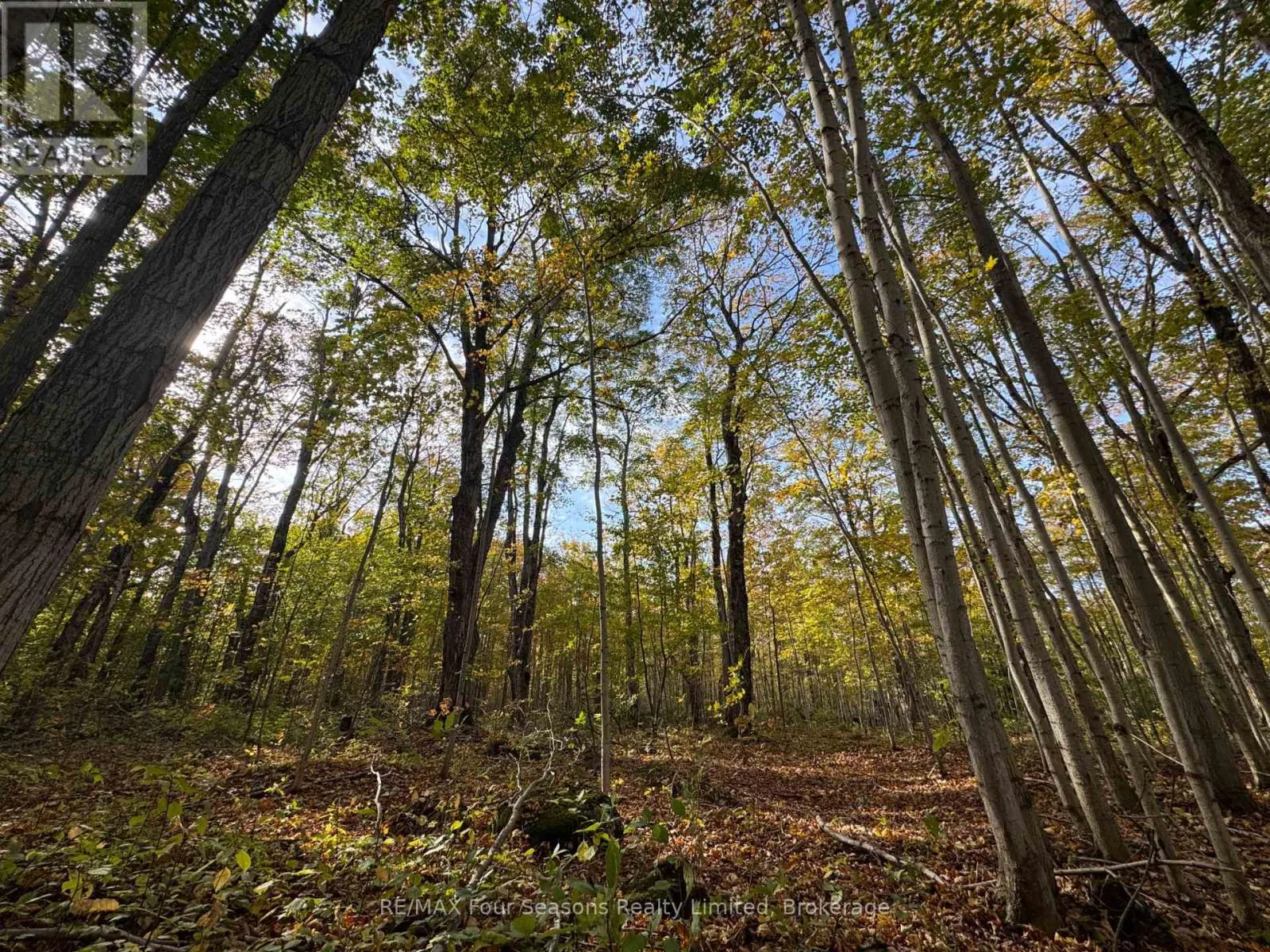 NORTH 1/2 LOT 25 ST VINCENT SYDENHAM TOWNLINE N