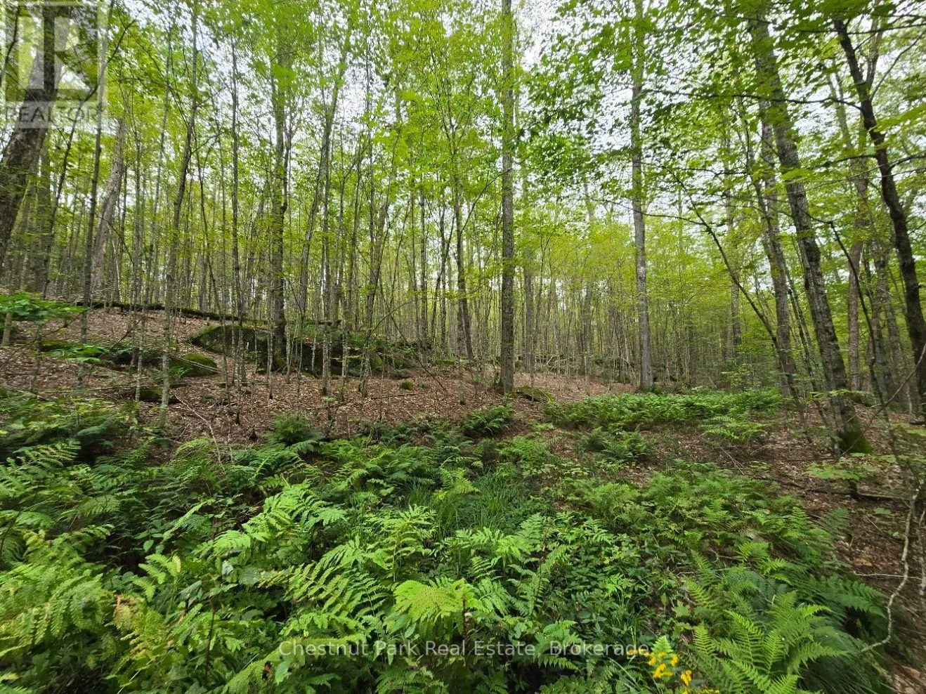 00 OLD TRACK ROAD
