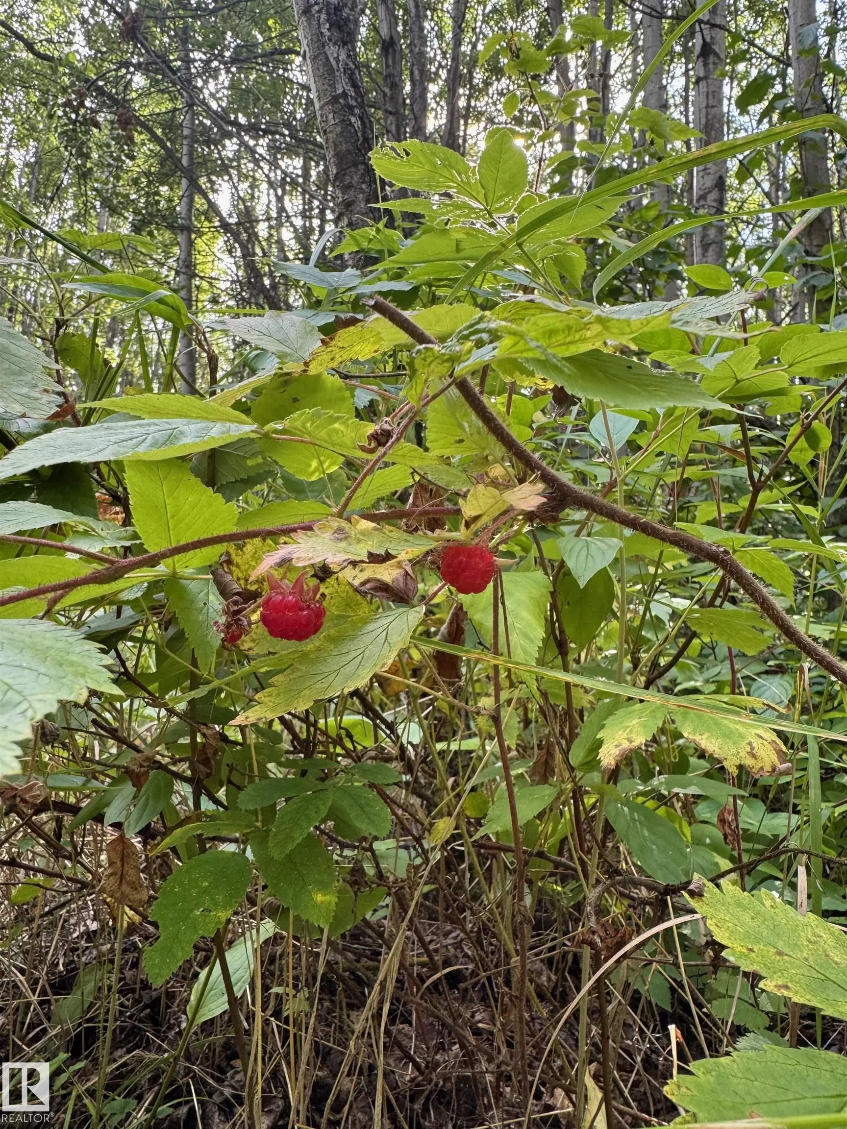 on Twp Rd 505