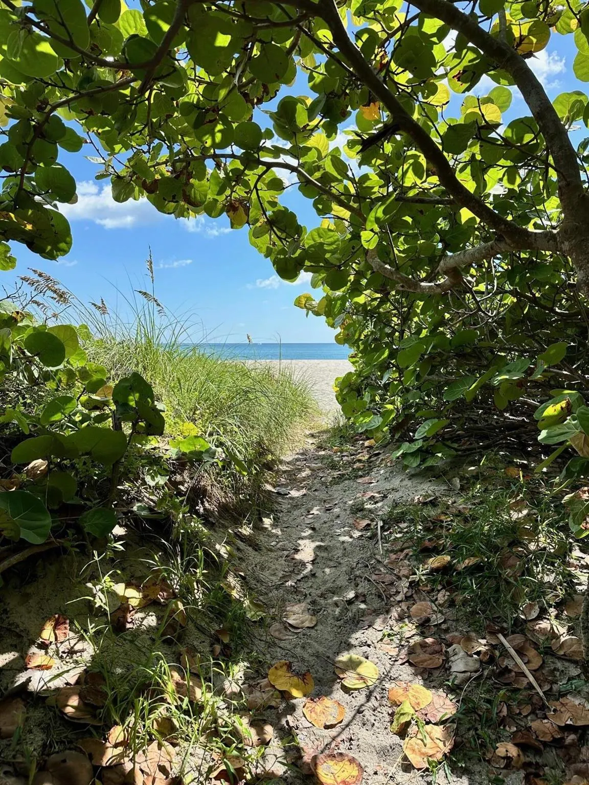 400 Ocean Trail Way, #909