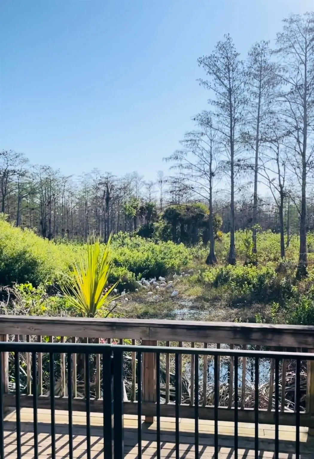 2122 Sabal Tree Court