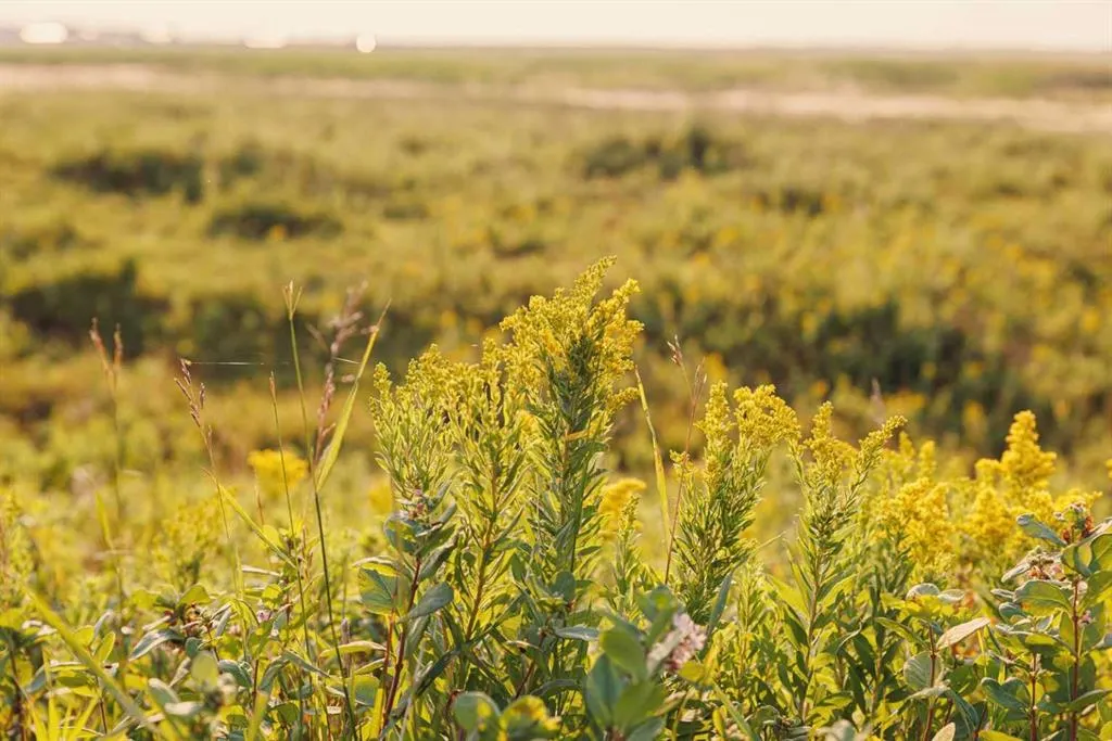 Parcel 8 Range Road 271 just south of Highway 9.