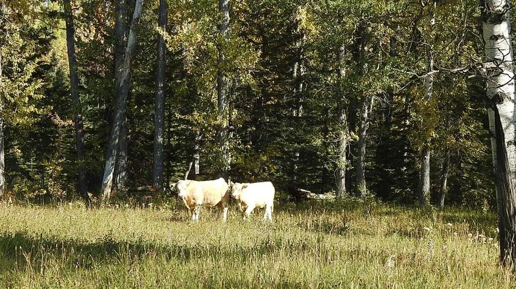 108 Acres bordering Kananaskis