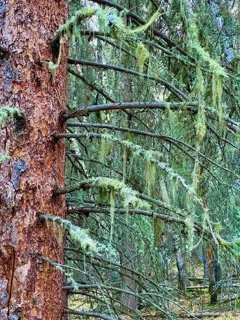 4 Wintergreen Way