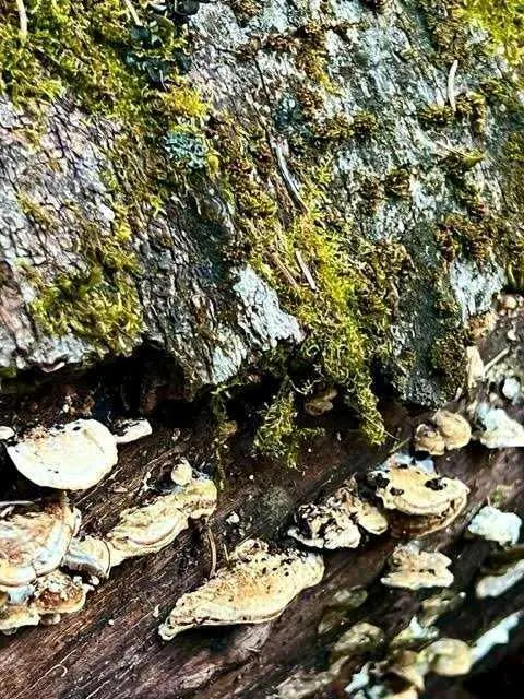 4 Wintergreen Way