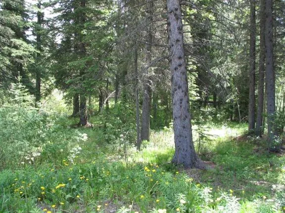 4 Wintergreen Way