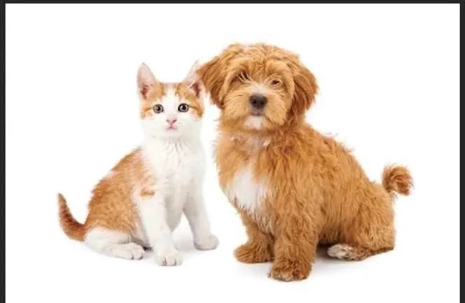 123 Pet Specialty with Grooming Way