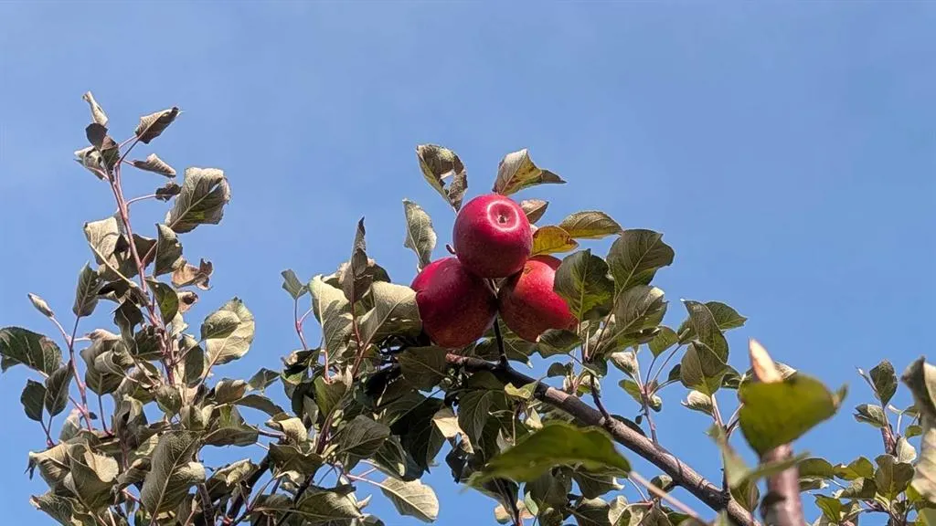 430 Pinehill Road NE