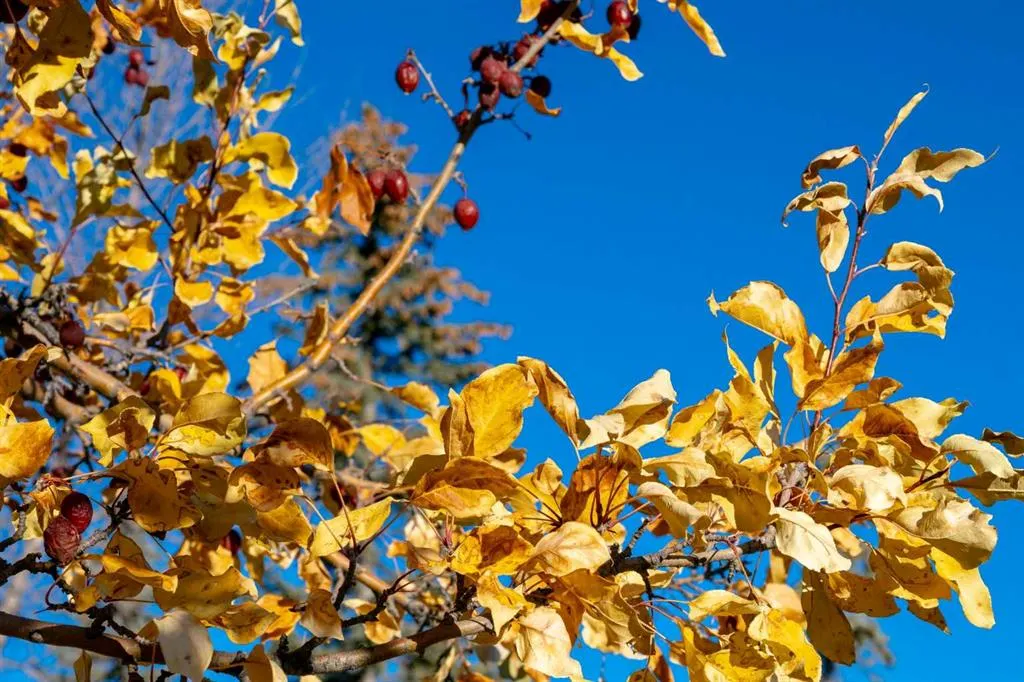 118 Sienna Hills Drive SW