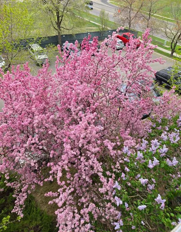 11 Dover Point SE, #406