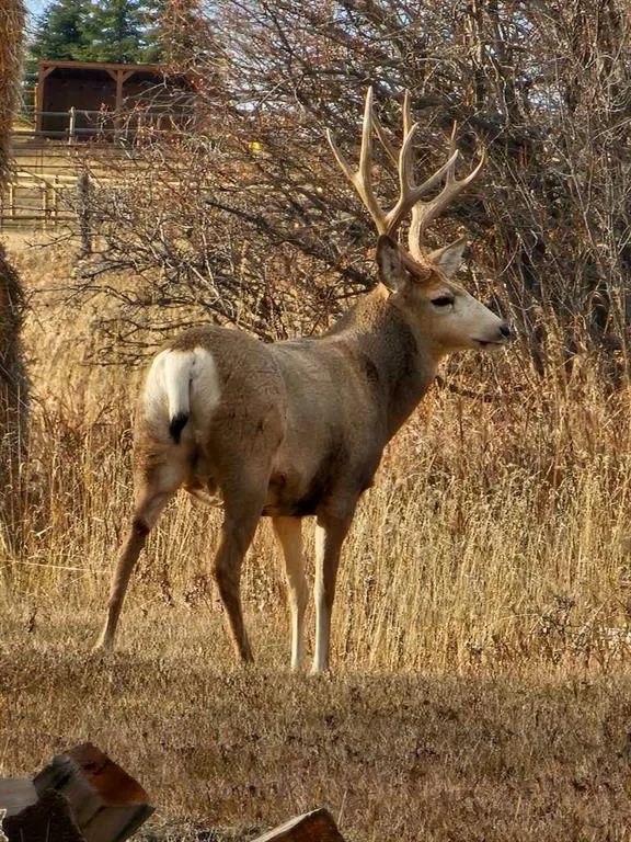 Hwy 783 Rural Foothills County