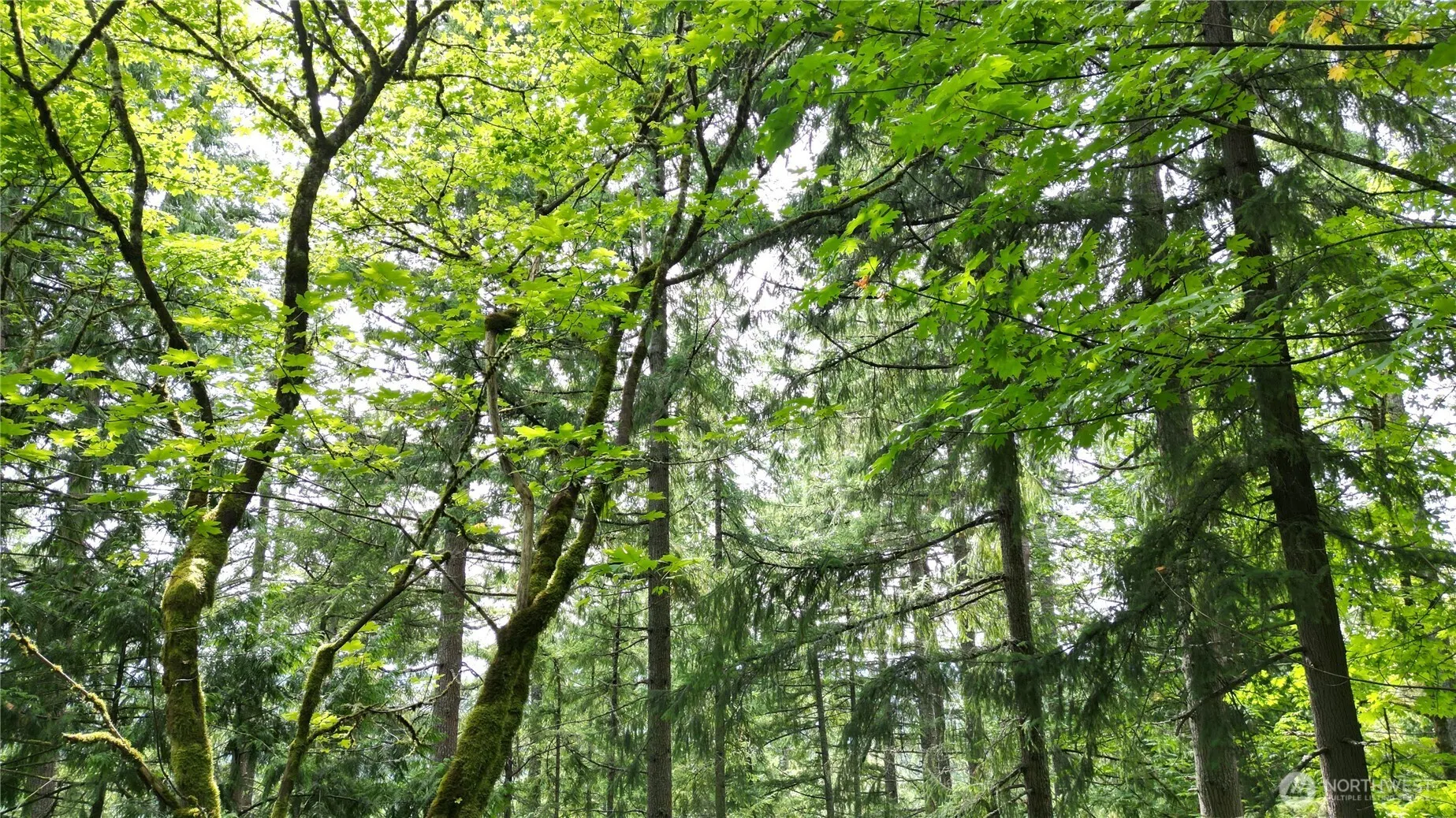 116 xx 198th ave se , Issaquah, WA 98027