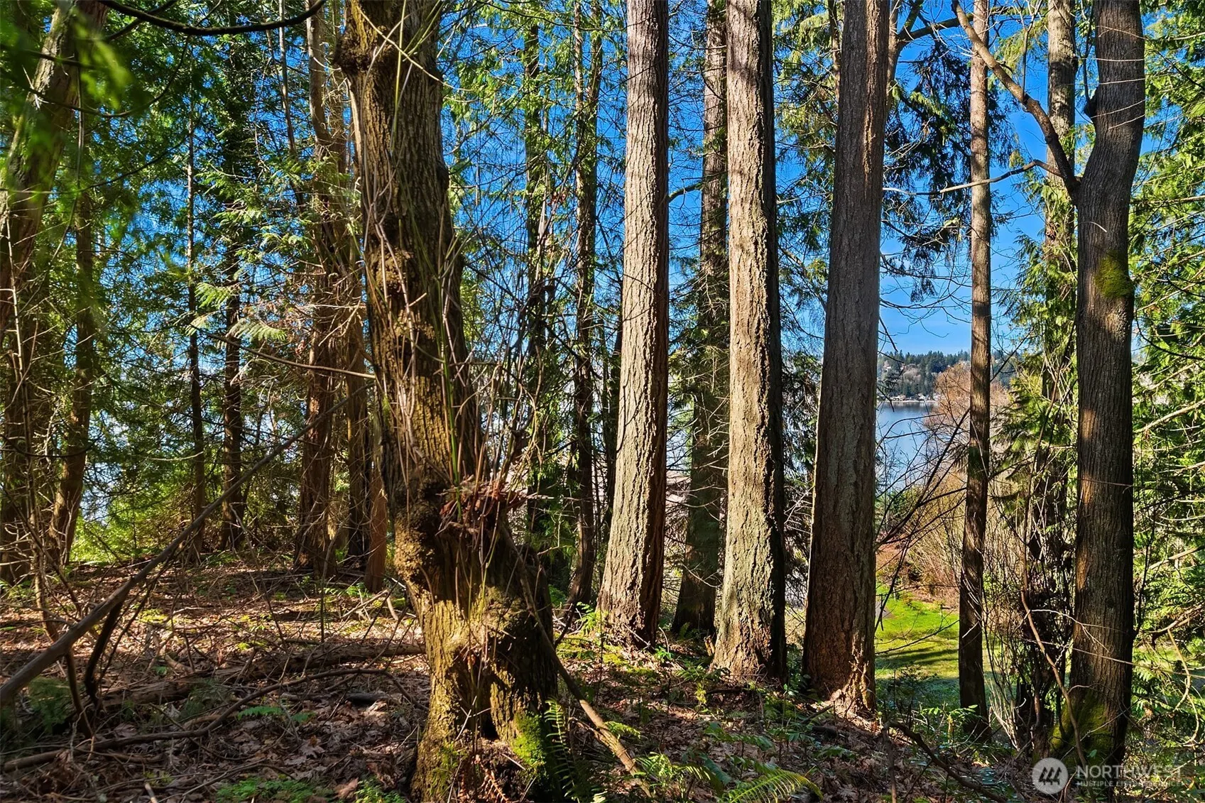 11 XX 205th Avenue NE, Sammamish, WA 98075
