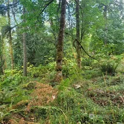 190 XX SE 66th Street , Issaquah, WA 98027