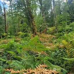 190 XX SE 66th Street , Issaquah, WA 98027