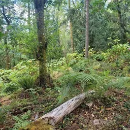 190 XX SE 66th Street , Issaquah, WA 98027
