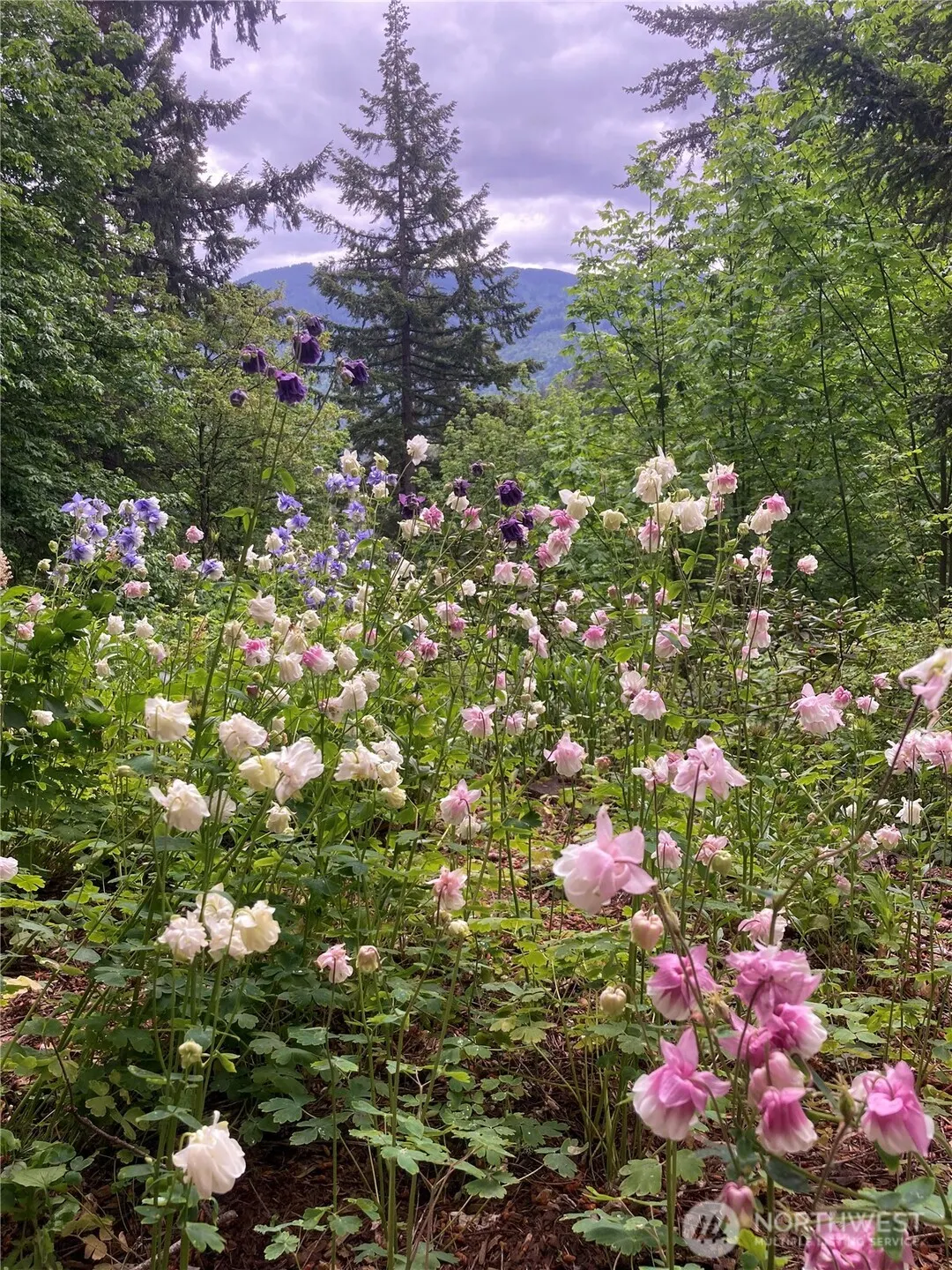 2310 Squak Mountain Loop SW, Issaquah, WA 98027