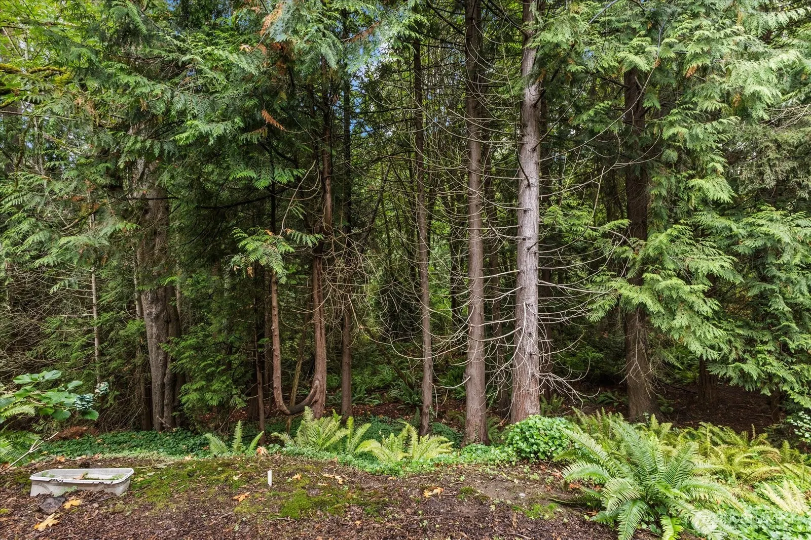 3921 108th Avenue NE #A101, Bellevue, WA 98004