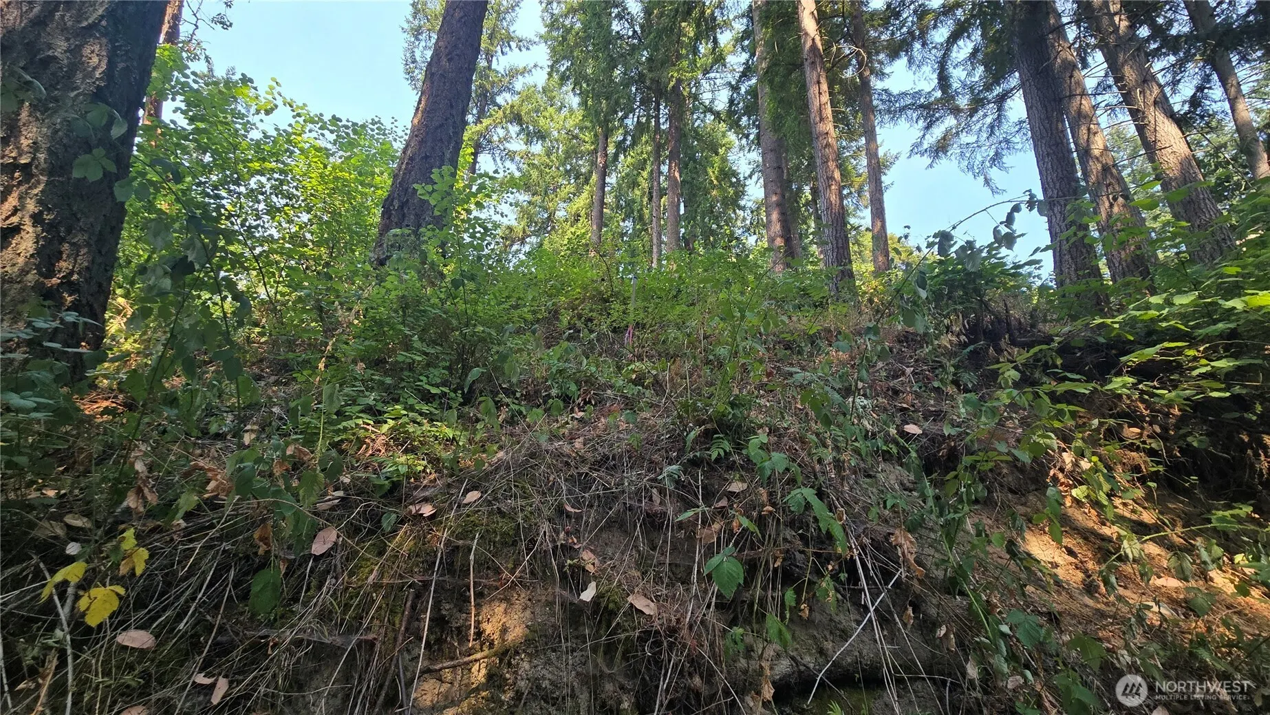 1320 207th Place NE, Sammamish, WA 98074