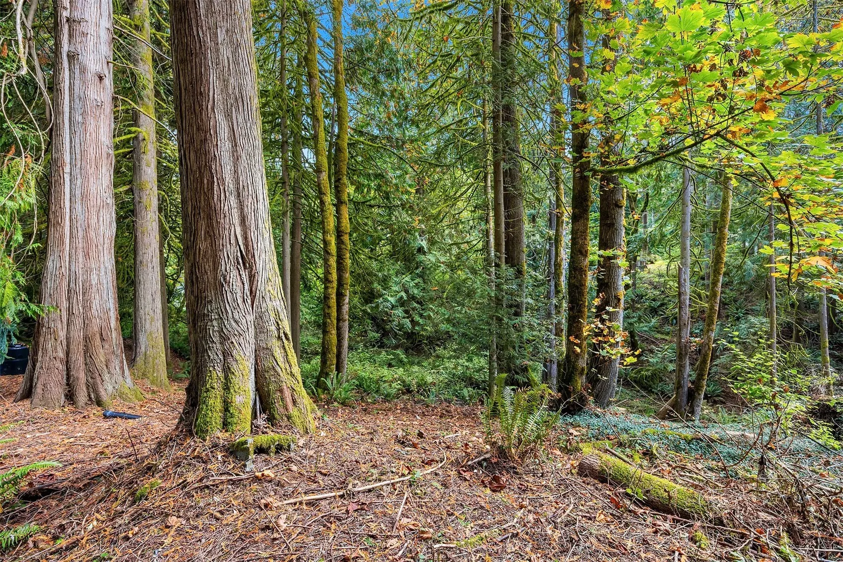 25003 SE 133rd Way , Issaquah, WA 98027