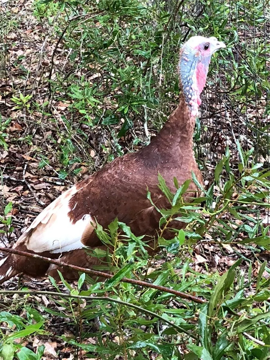 2230 MYAKKA RD