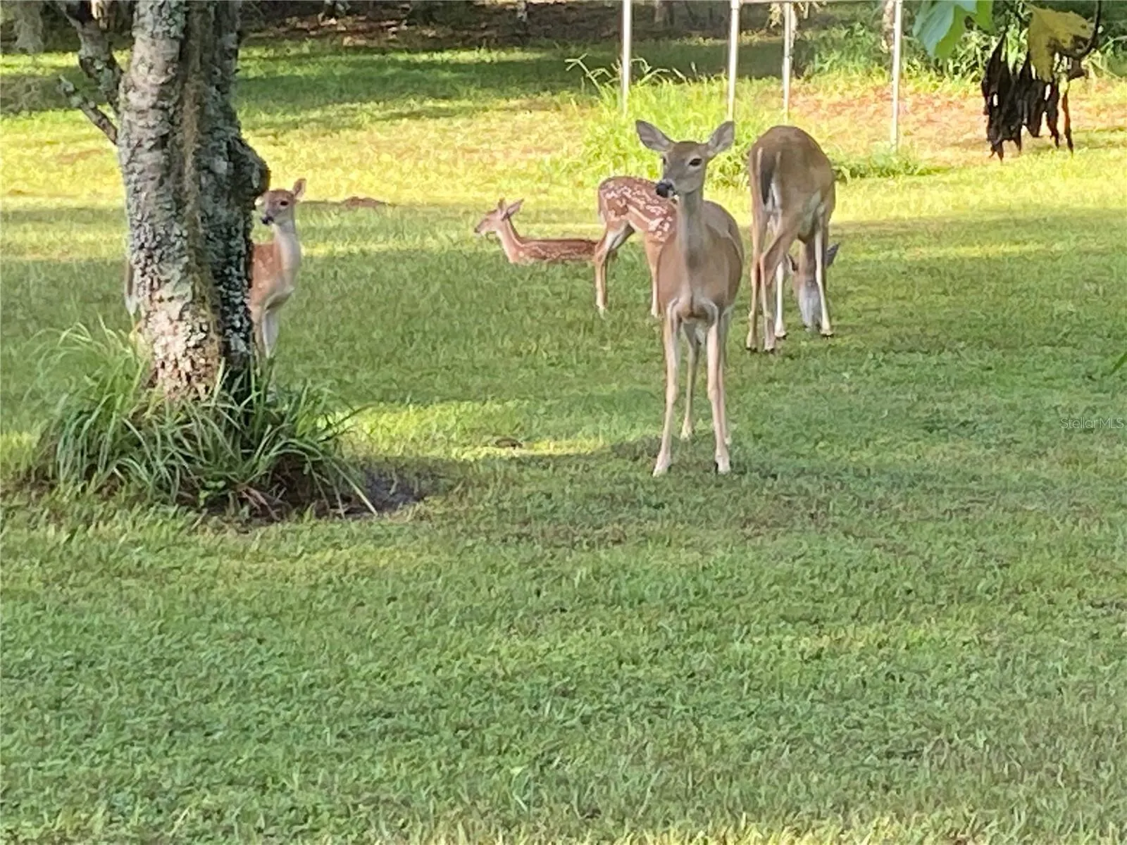 2230 MYAKKA RD
