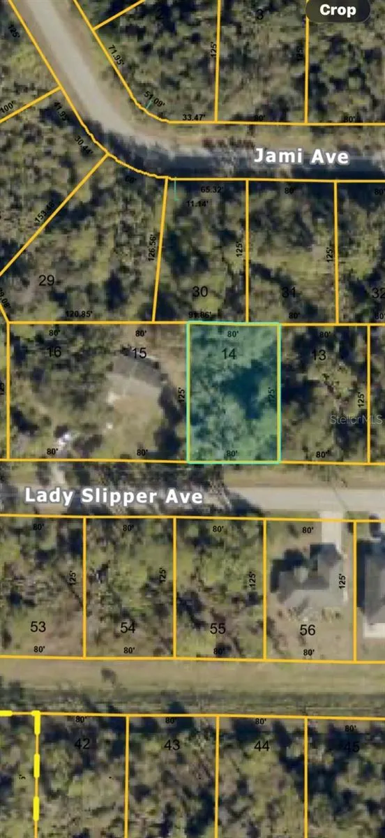 LADY SLIPPER AVE