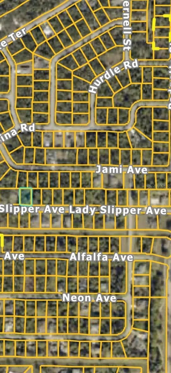 LADY SLIPPER AVE