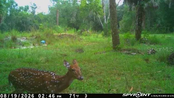 8538 SW OPOSSUM TRL