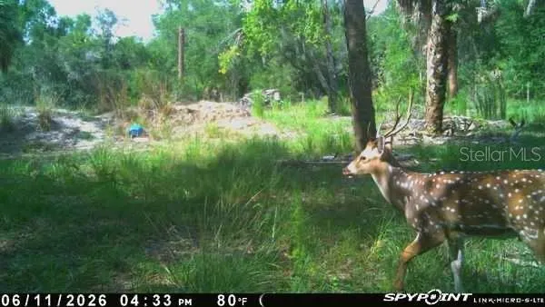 8538 SW OPOSSUM TRL