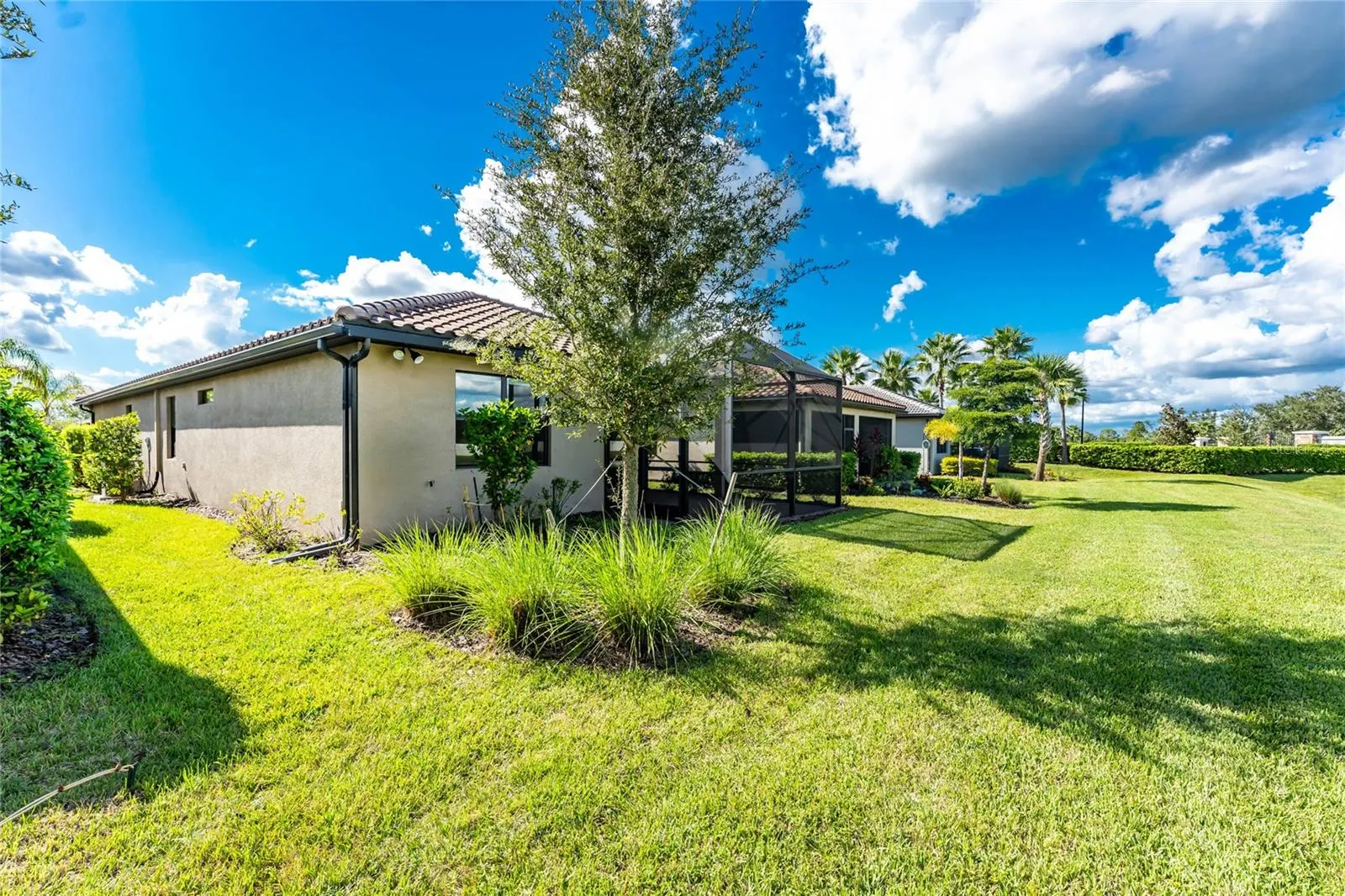 2596 BRASSICA DR