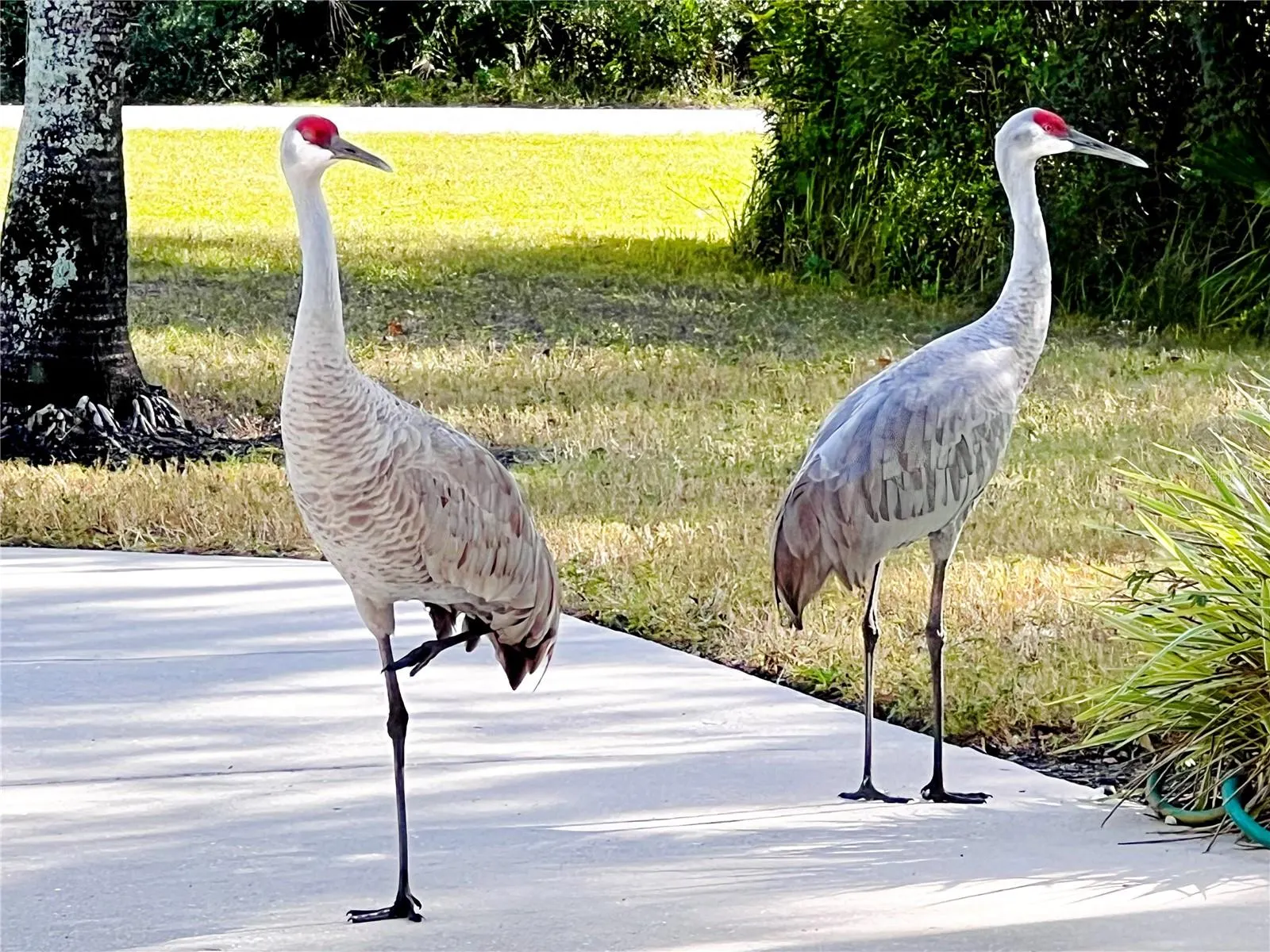 8209 SNOWY EGRET PL