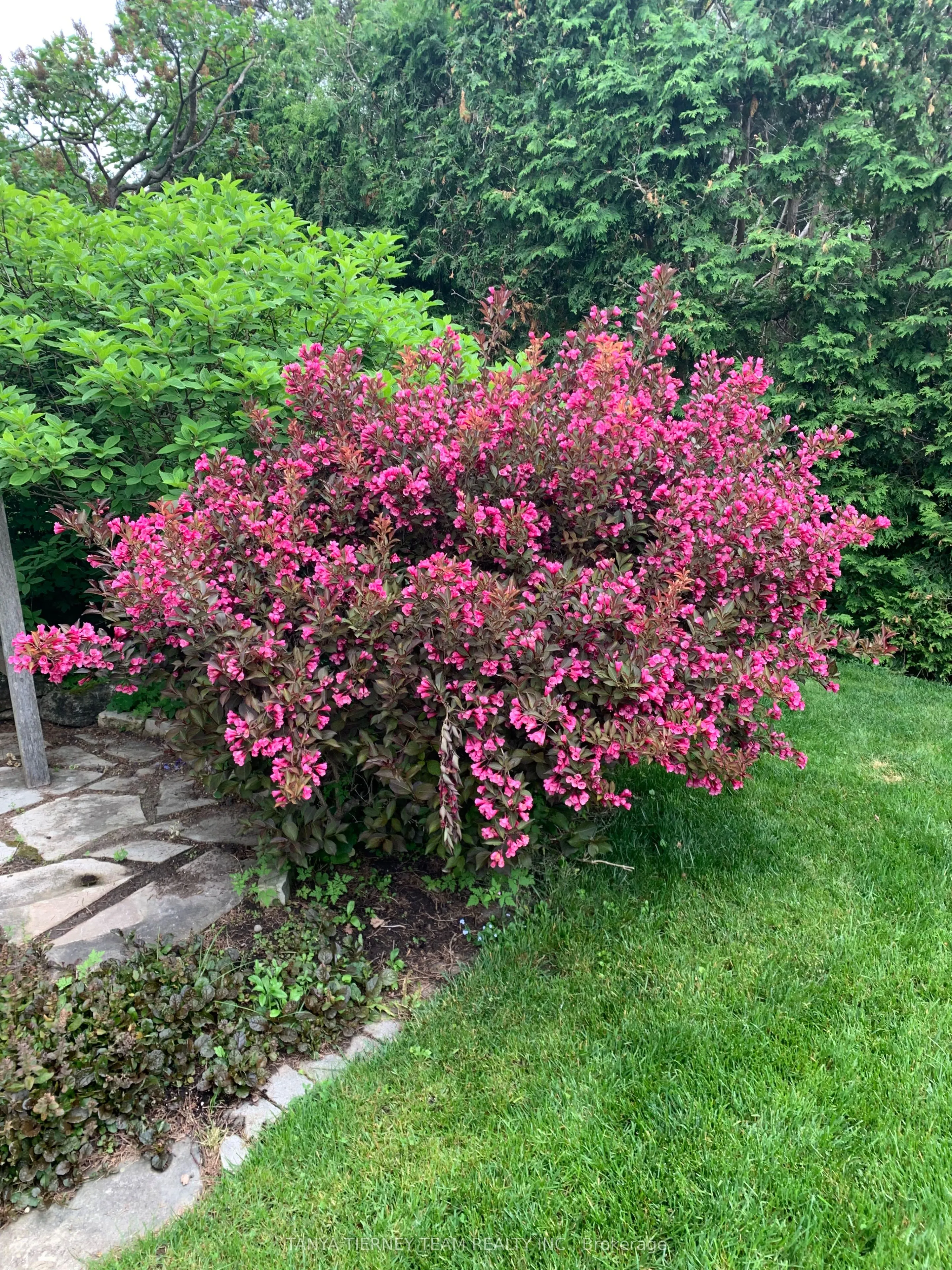 6 Lyndhurst Crescent