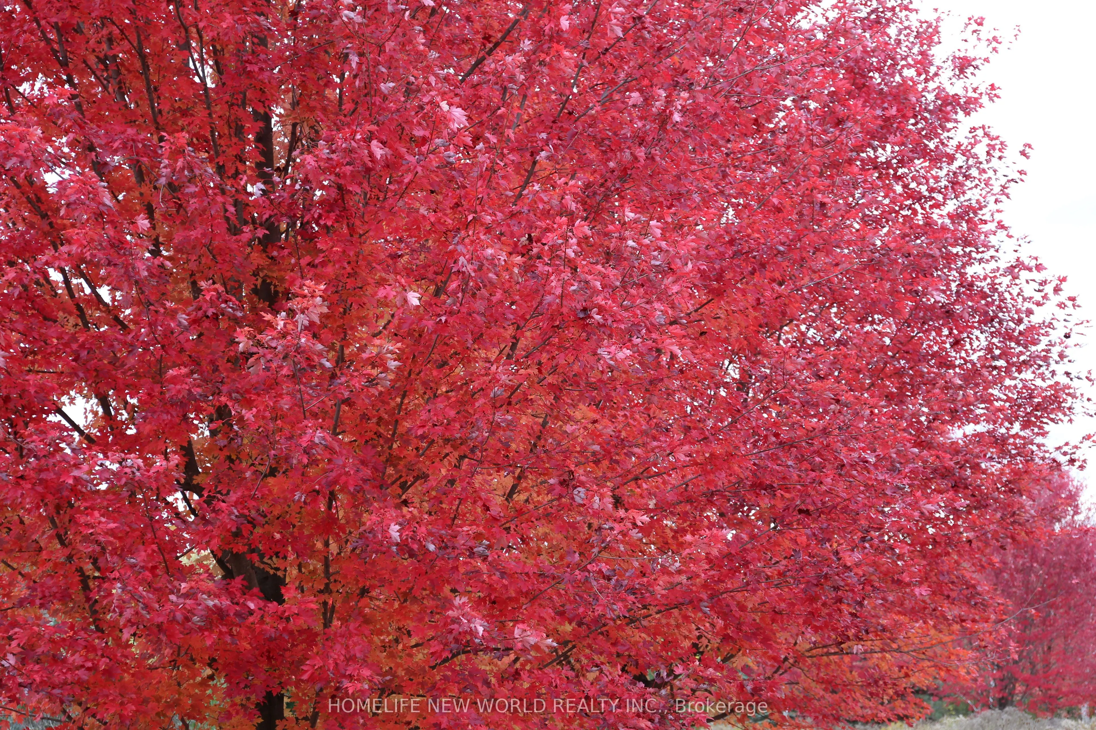 13867 Woodbine Avenue