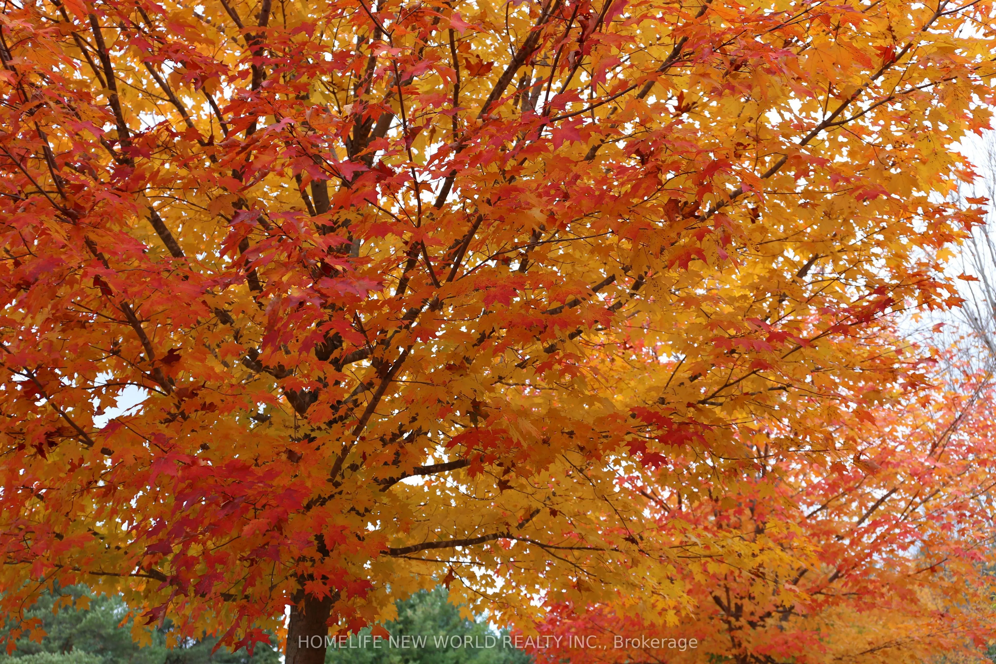 13867 Woodbine Avenue