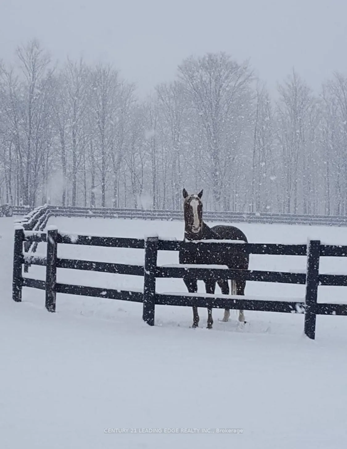 43 Thoroughbred Drive