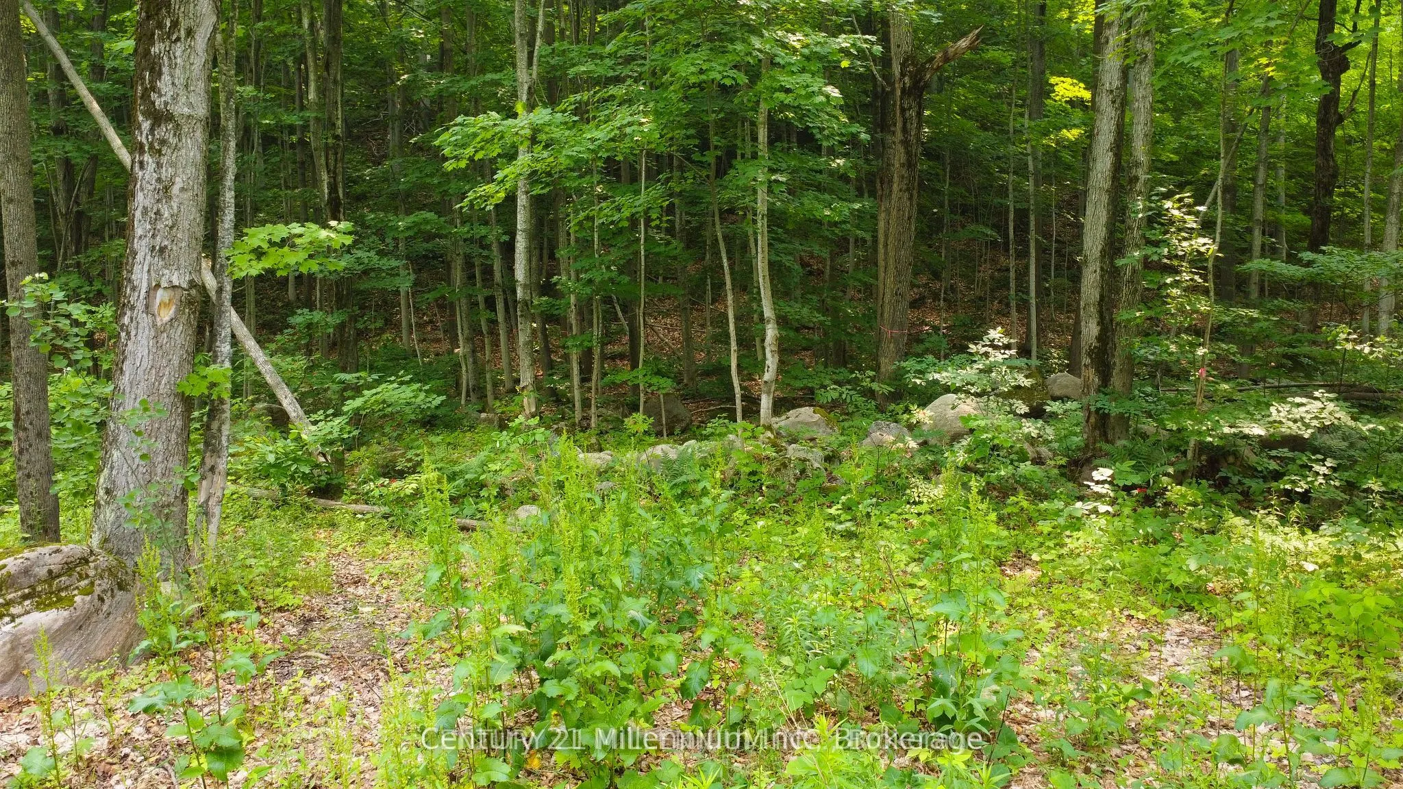 1963 Lot 52 Tiny Beaches Road N