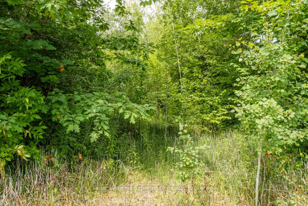 264 PEEK-A-BOO Trail