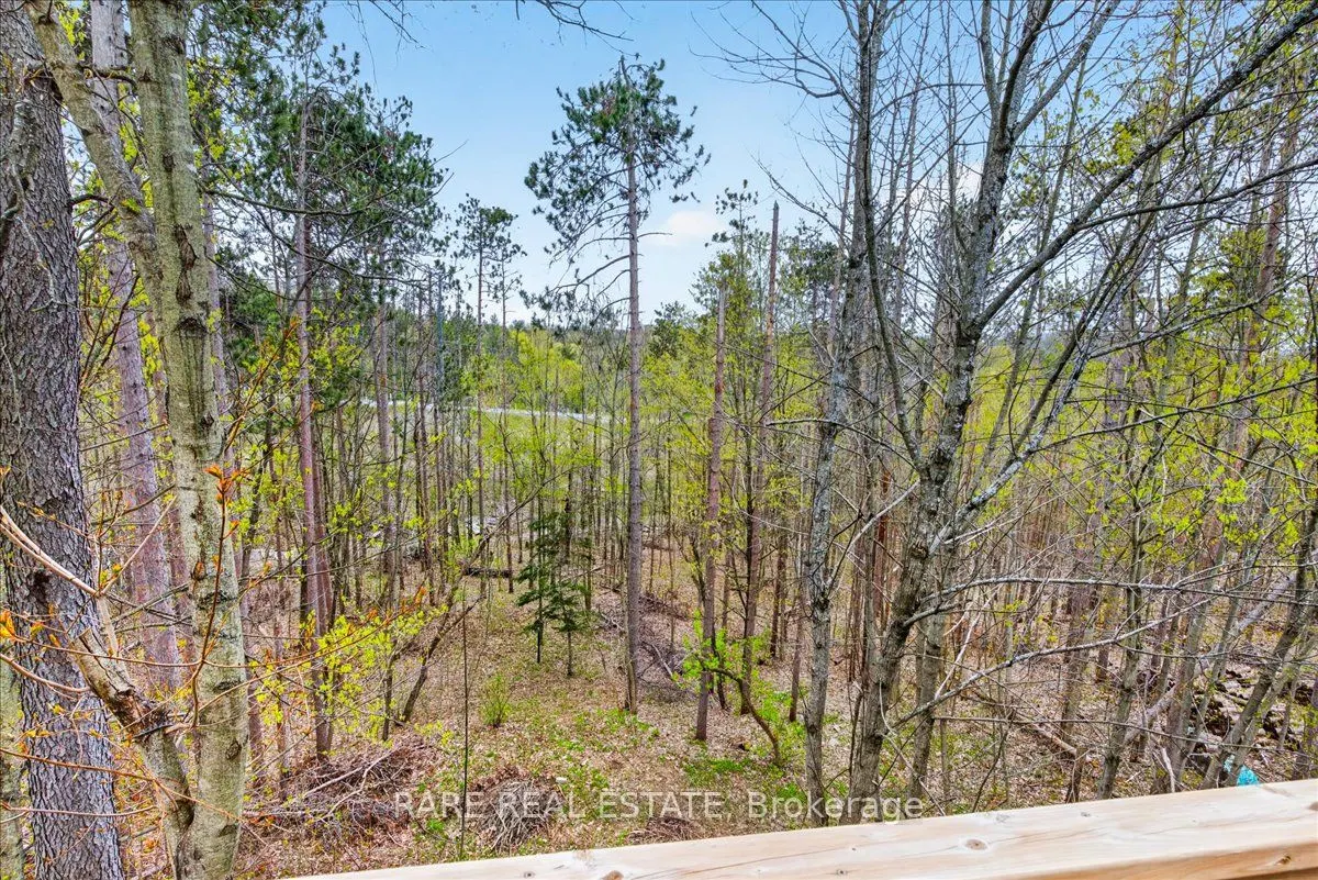 7 Pine Spring