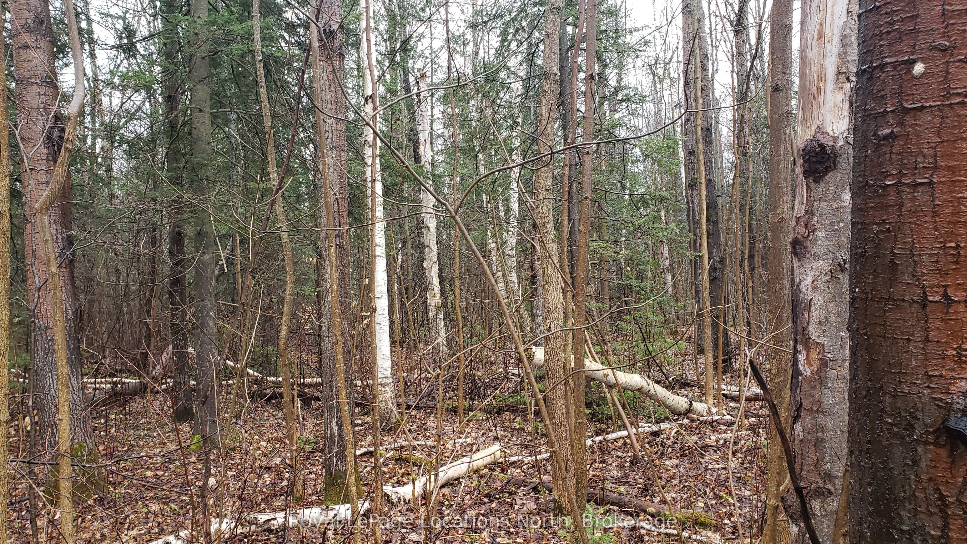 6125 Second Concession Road